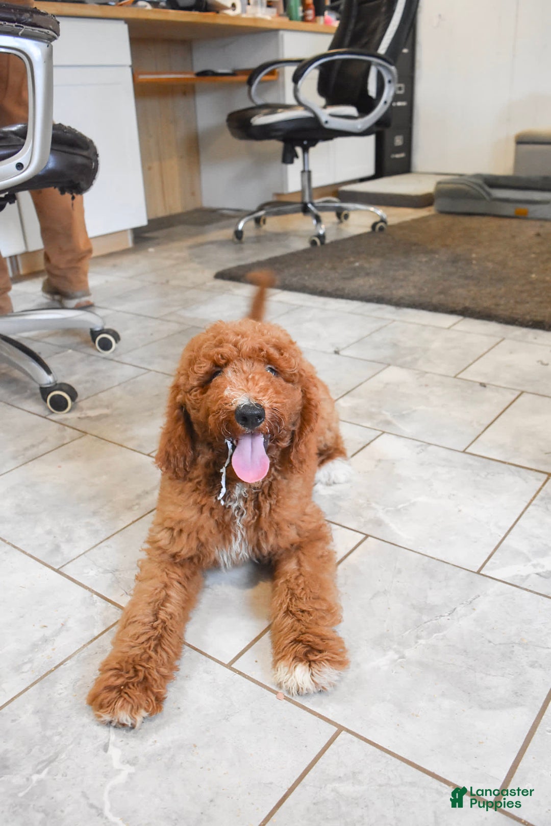 Goldendoodle dogs for sale: Oakley - Image 2