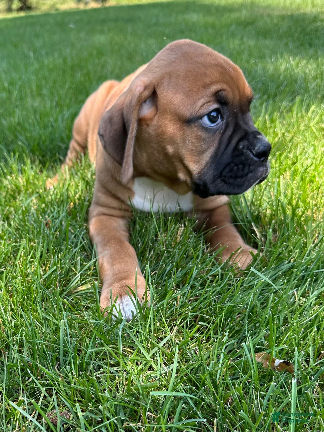 Boxer dogs for sale: Chaz - Image 10