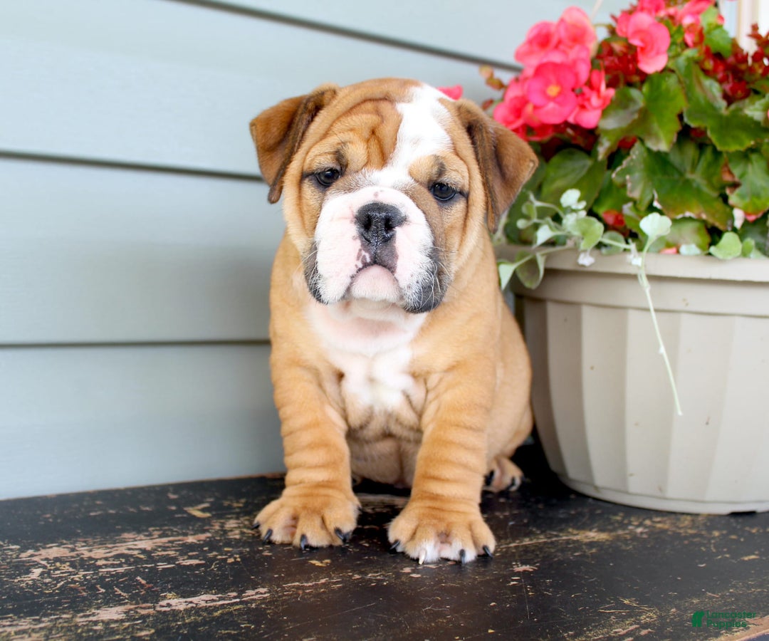 English Bulldog dogs for sale: River - Image 1