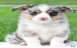 Australian Shepherd dogs for sale: Luna - Image 7