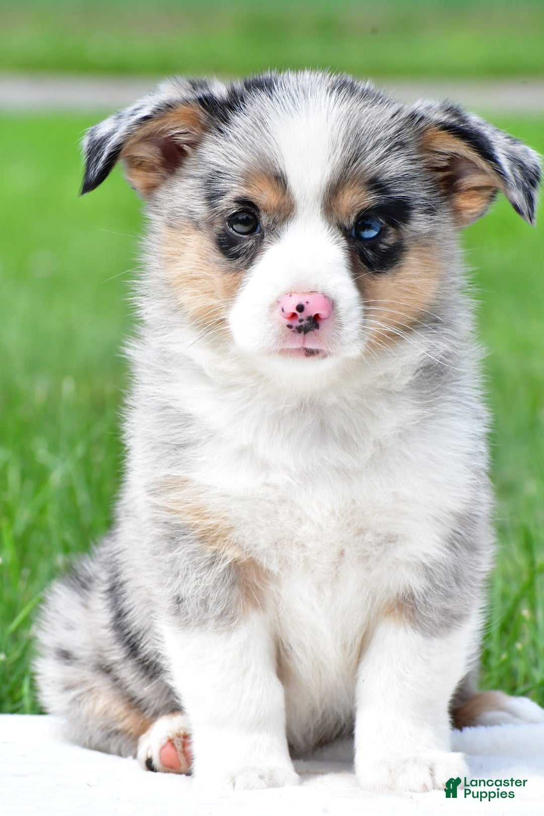 Australian Shepherd dogs for sale: Luna - Image 7