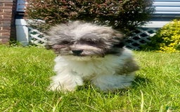 Teddy Bear dogs for sale: Unk - Image 1