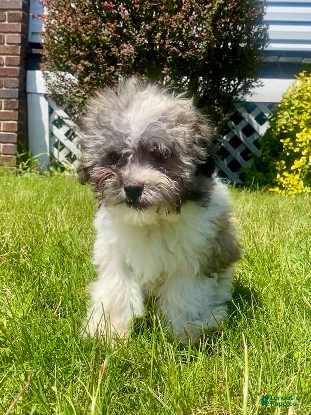 Teddy Bear dogs for sale: Unk - Image 1