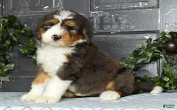 Bernedoodle dogs for sale: Diana - Image 4