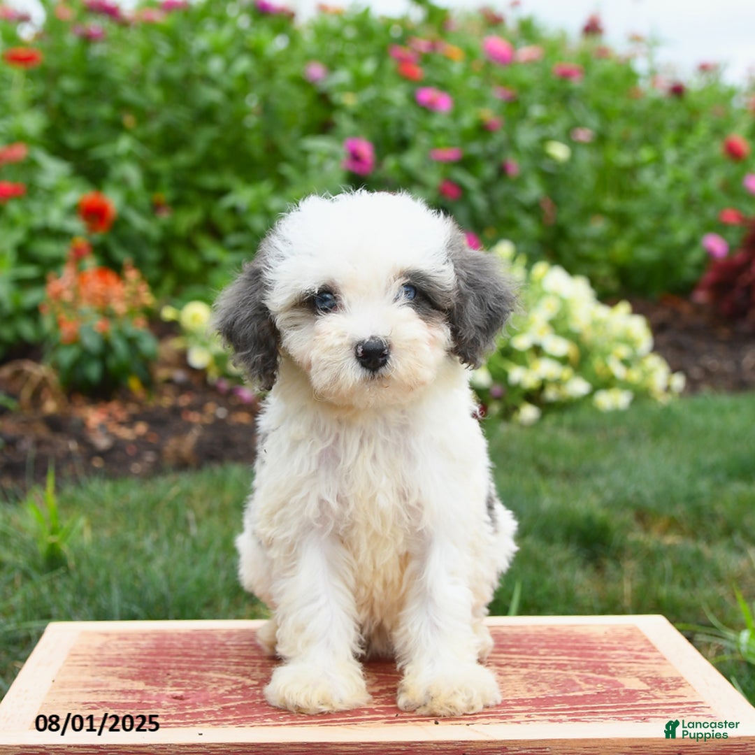 Miniature Poodle dogs for sale: Nutmeg - Image 5