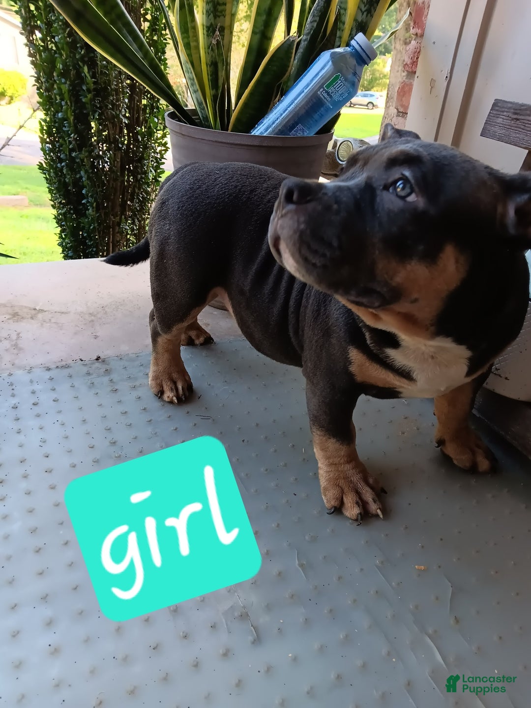 American Bully dogs for sale: Green Col - Image 3