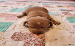 Miniature Dachshund dogs for sale: Cora - Image 13