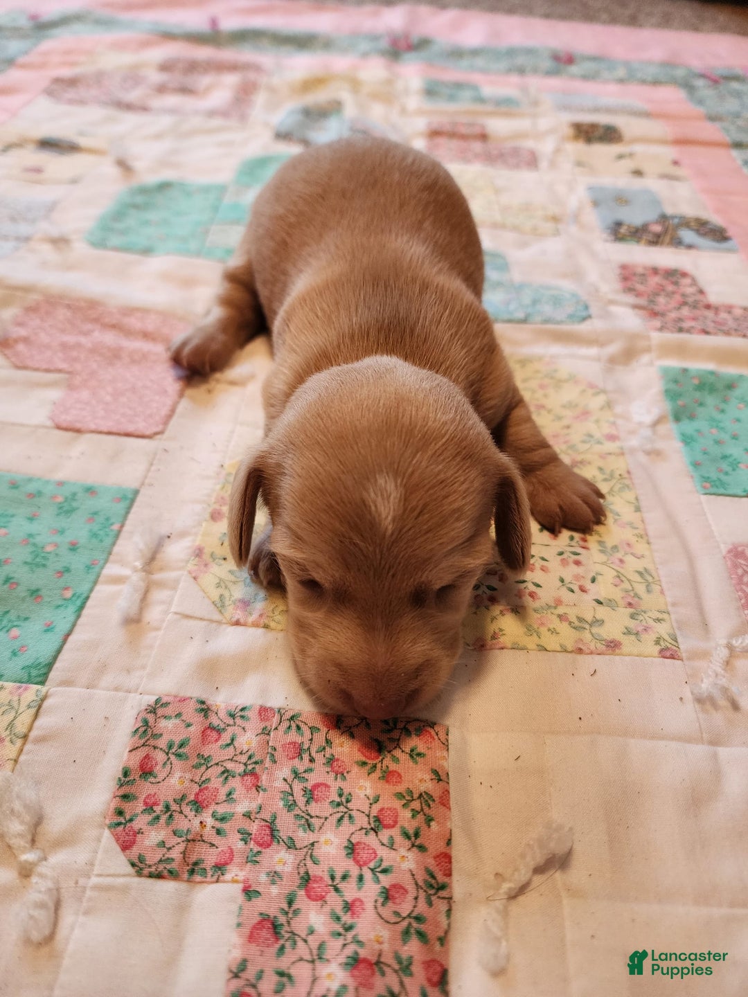 Miniature Dachshund dogs for sale: Cora - Image 13