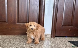 Maltipoo dogs for sale: Frankie - Image 5