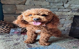 Miniature Poodle dogs for stud: Rusty Knight of Eagles Wings - Image 1