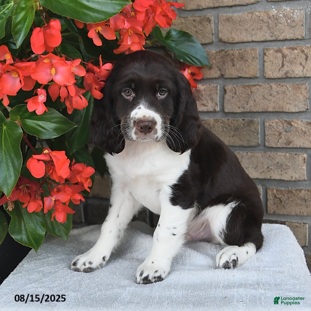 English Springer Spaniel dogs for sale: Captian - Image 3