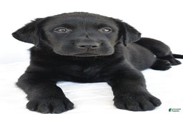 Labrador Retriever dogs for sale: Bell - Image 6