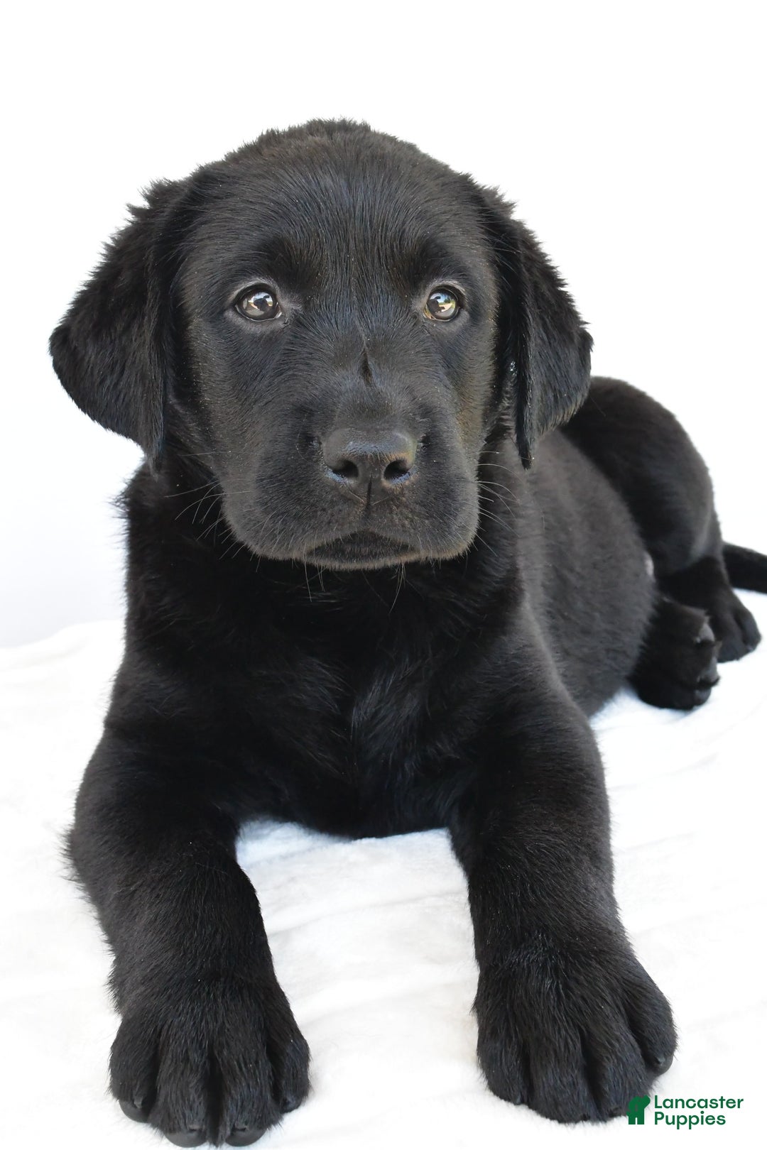 Labrador Retriever dogs for sale: Bell - Image 6