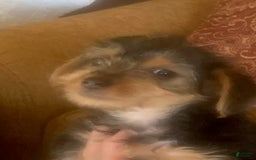 Yorkshire Terrier dogs for sale: Herbie - Image 1
