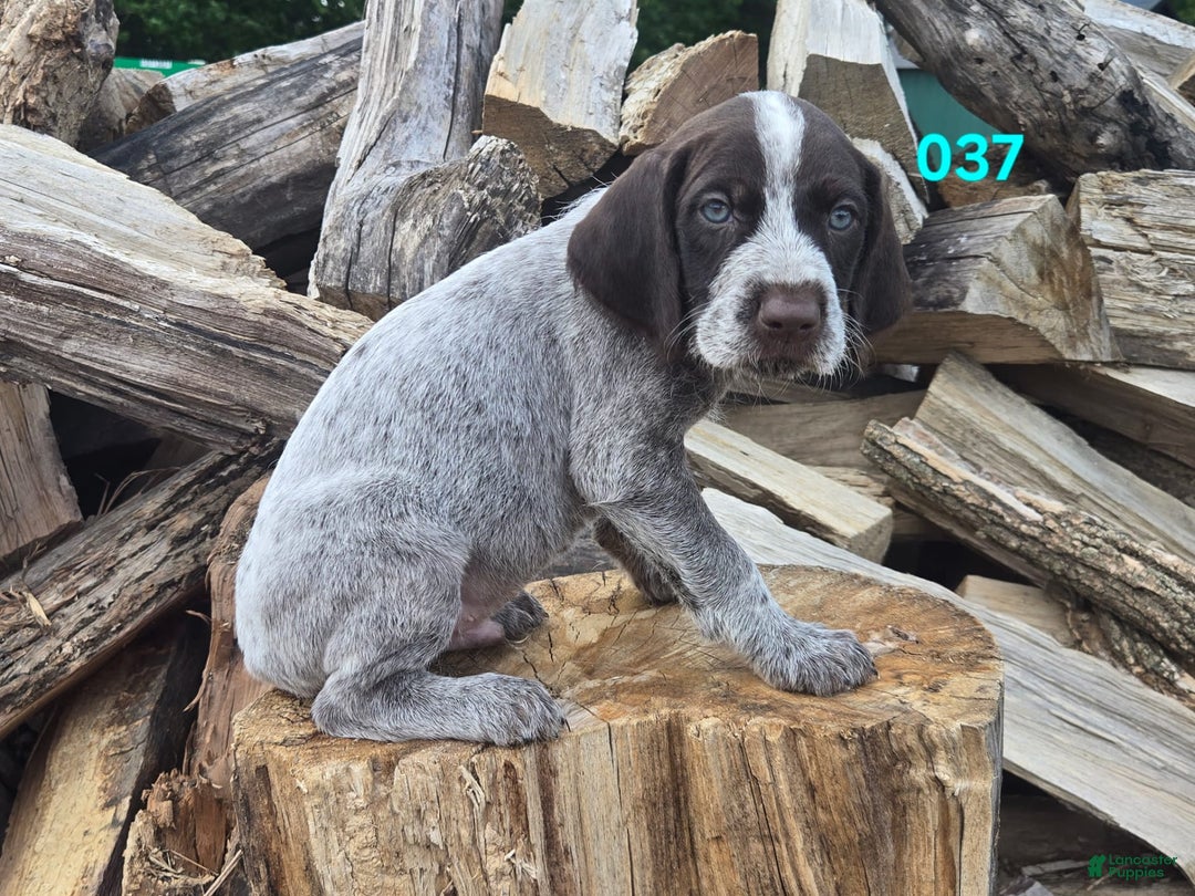 German Wirehaired Pointer dogs for sale: Boy 3 - Image 1