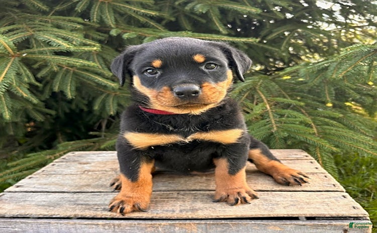 Rottweiler dogs - Advert 2
