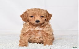 Mini Goldendoodle dogs for sale: Petite Ms. Nadia - Image 6