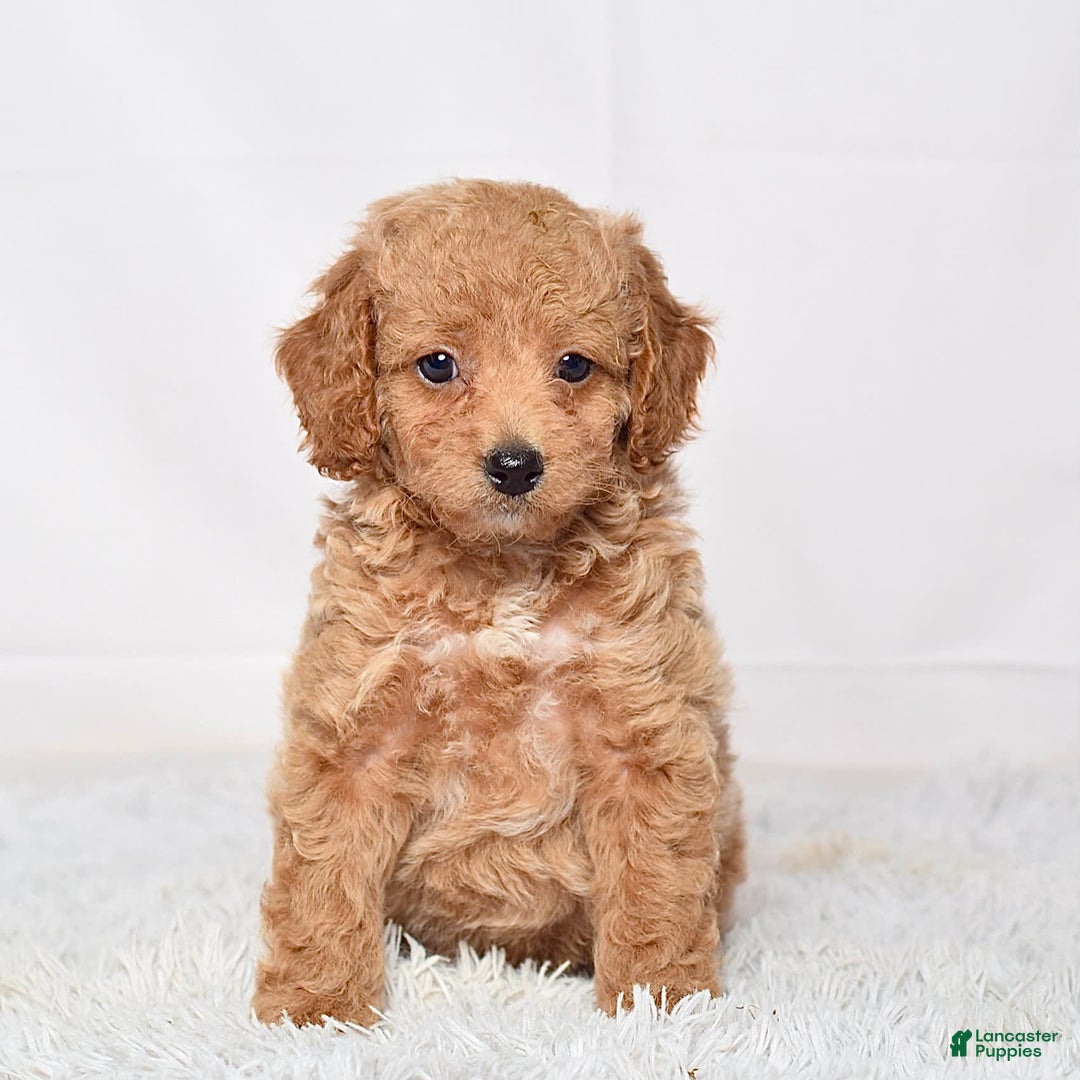 Mini Goldendoodle dogs for sale: Petite Ms. Nadia - Image 6