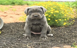 Cane Corso dogs for sale: Indie - Image 1