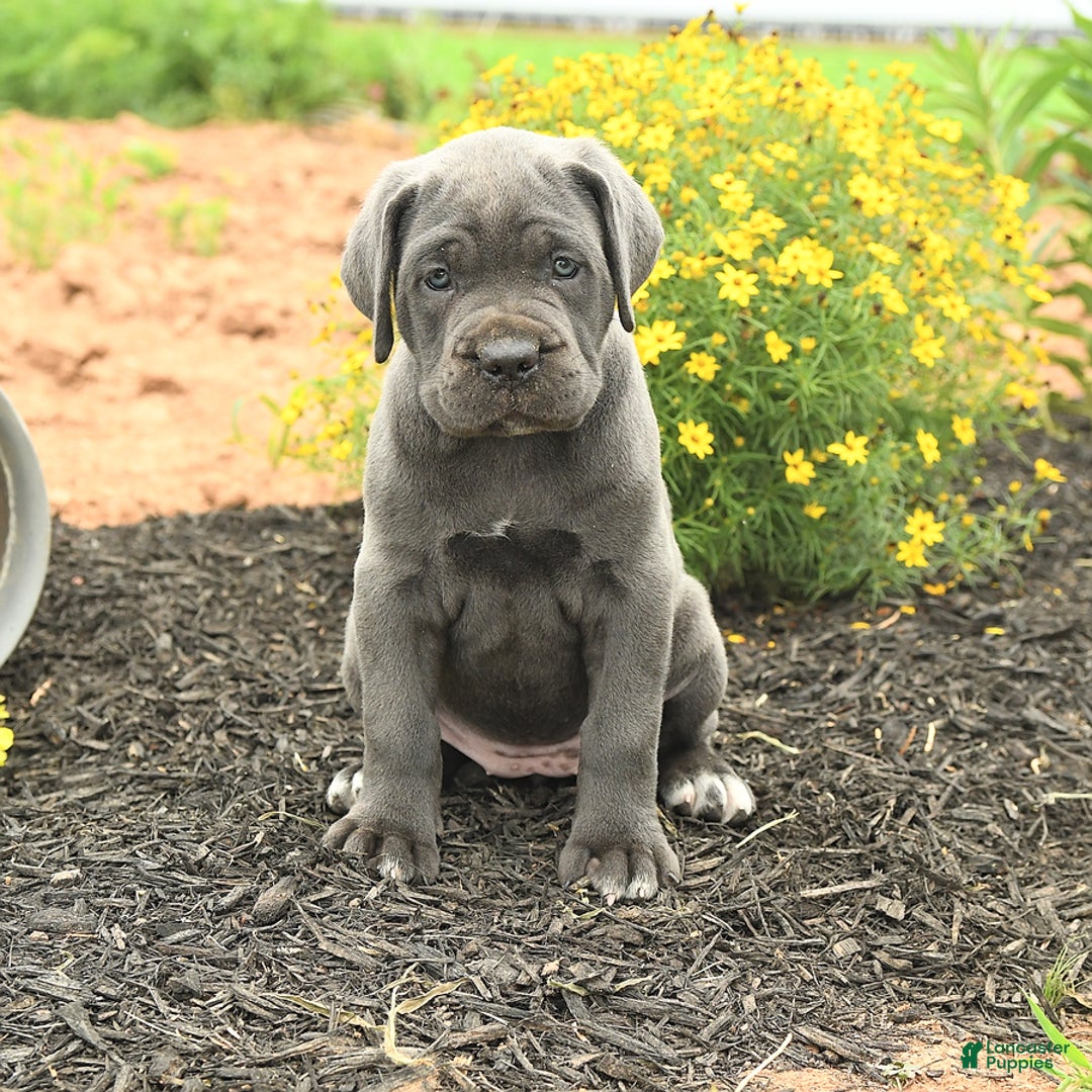 Cane Corso dogs for sale: Indie - Image 1
