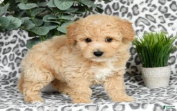 Bichpoo dogs for sale: Nora - Image 2