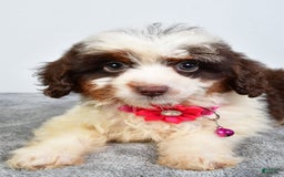 Mini Aussiedoodle dogs for sale: Amber - Image 6