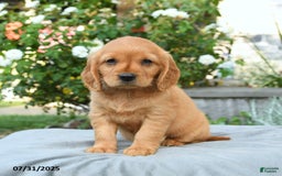 Miniature Golden Retriever dogs for sale: Sophie - Image 1