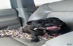 Pug dogs for sale: Black Pug - Image 4