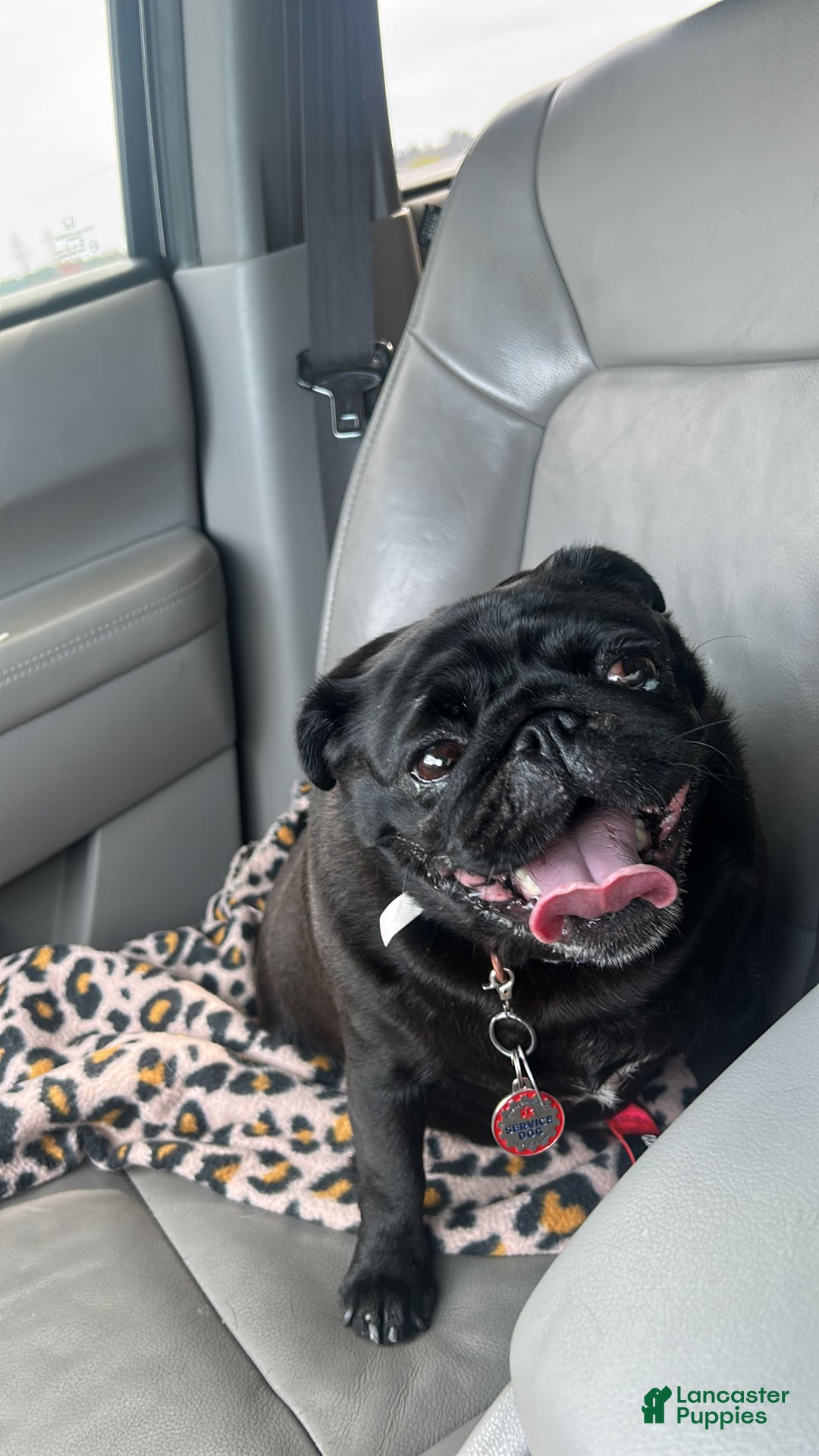 Pug dogs for sale: Black Pug - Image 4