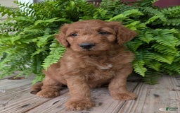 Goldendoodle dogs for sale: Dash - Image 12