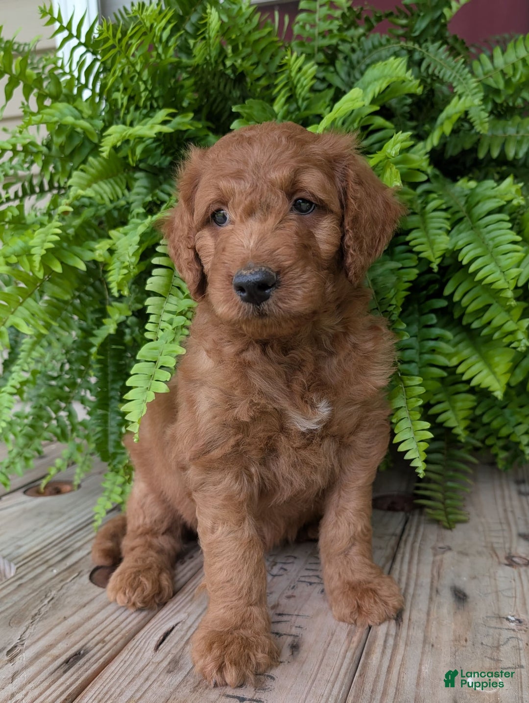 Goldendoodle dogs for sale: Dash - Image 12