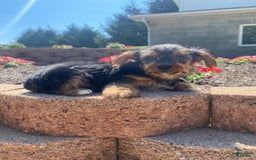 Yorkshire Terrier dogs for sale: Dallas - Image 2