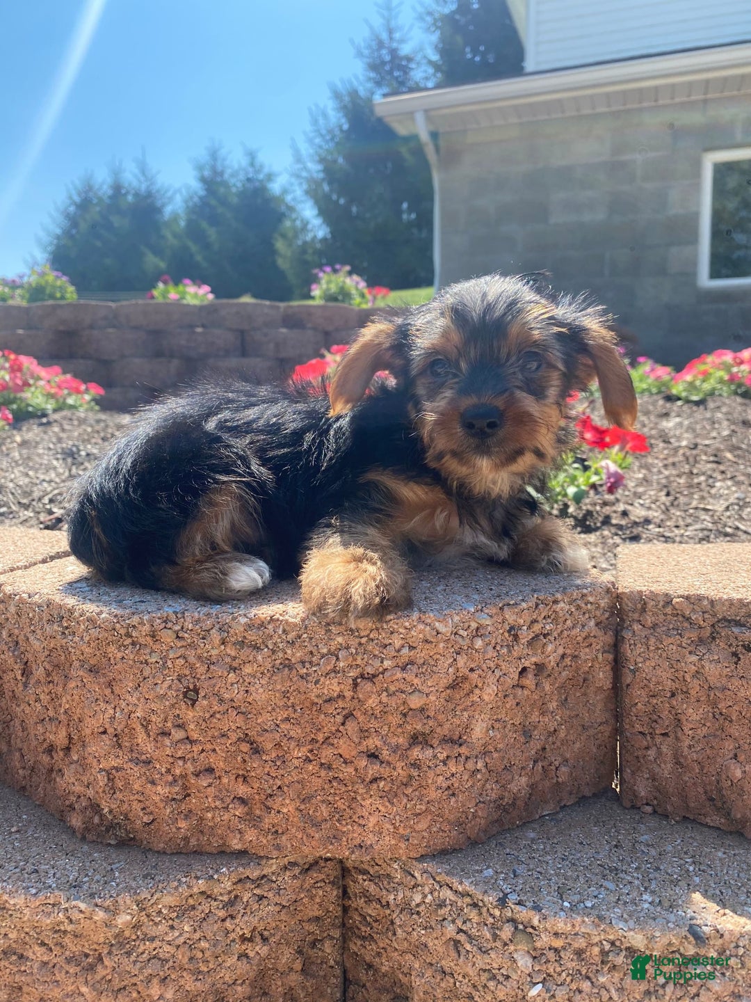 Yorkshire Terrier dogs for sale: Dallas - Image 2