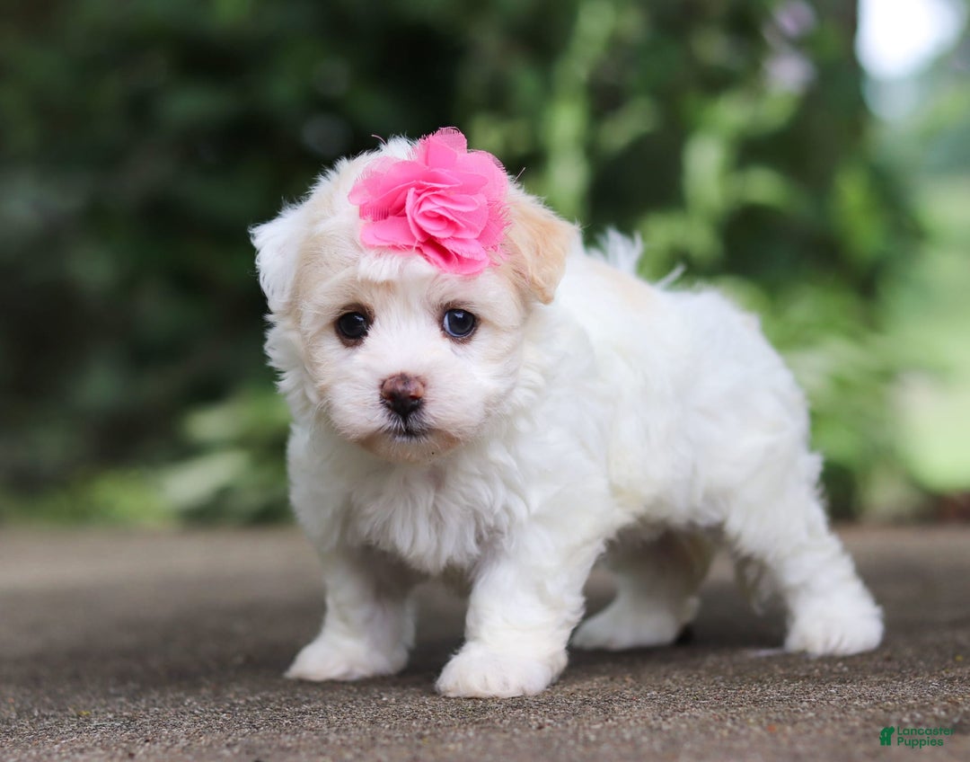 Havanese dogs for sale: Lexi - Image 5