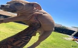 American Bully dogs for sale: Face - Image 1