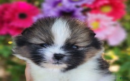 Pomeranian dogs for sale: Nirvana - Image 24