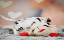 Cocker Spaniel dogs for sale: Daisy - Image 12