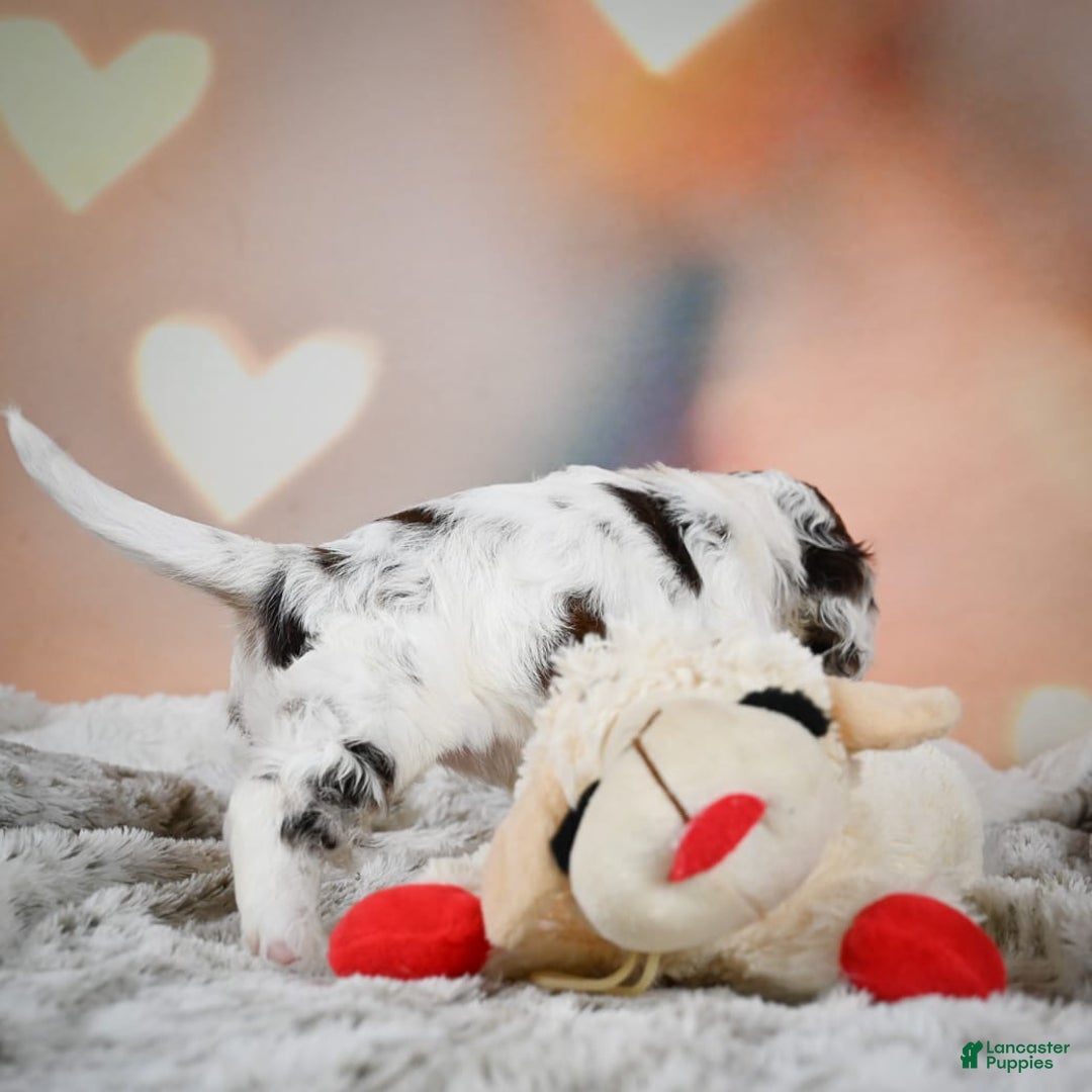Cocker Spaniel dogs for sale: Daisy - Image 12