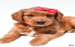 Mini Goldendoodle dogs for sale: Tasha - Image 3