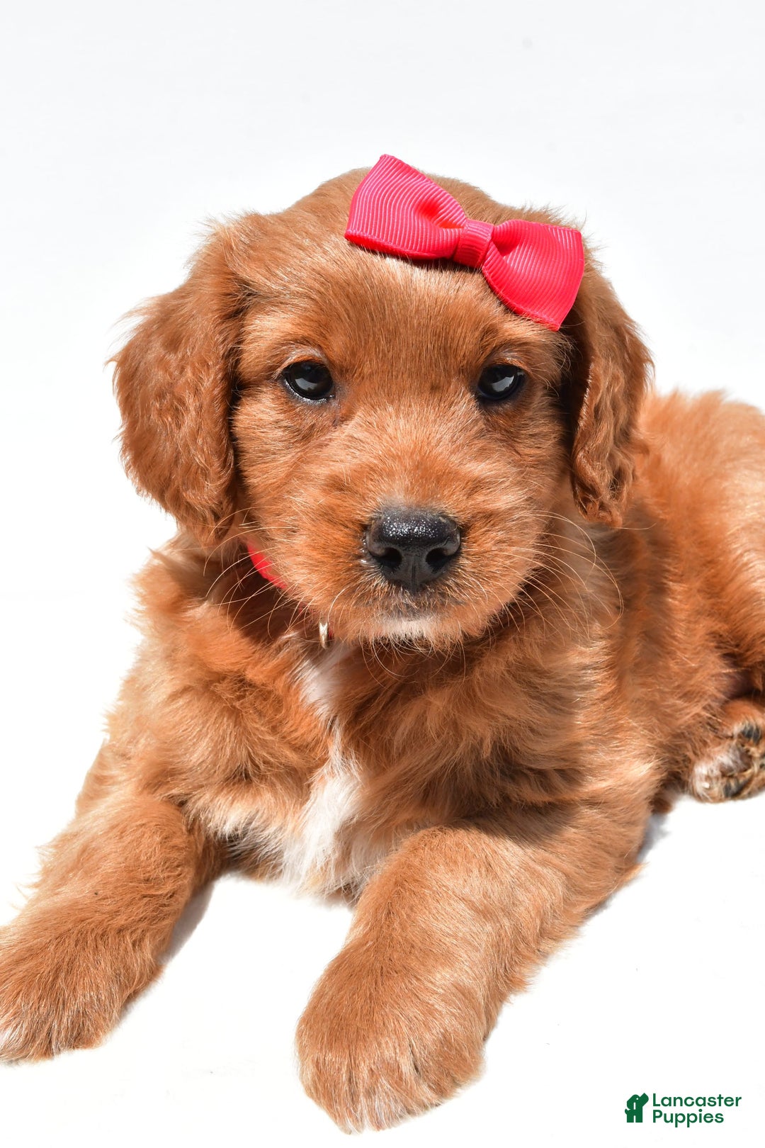 Mini Goldendoodle dogs for sale: Tasha - Image 3