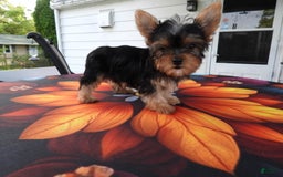 Yorkshire Terrier dogs for sale: Tt - Image 16