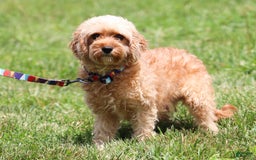 Cavapoo dogs for sale: Robin - Image 6