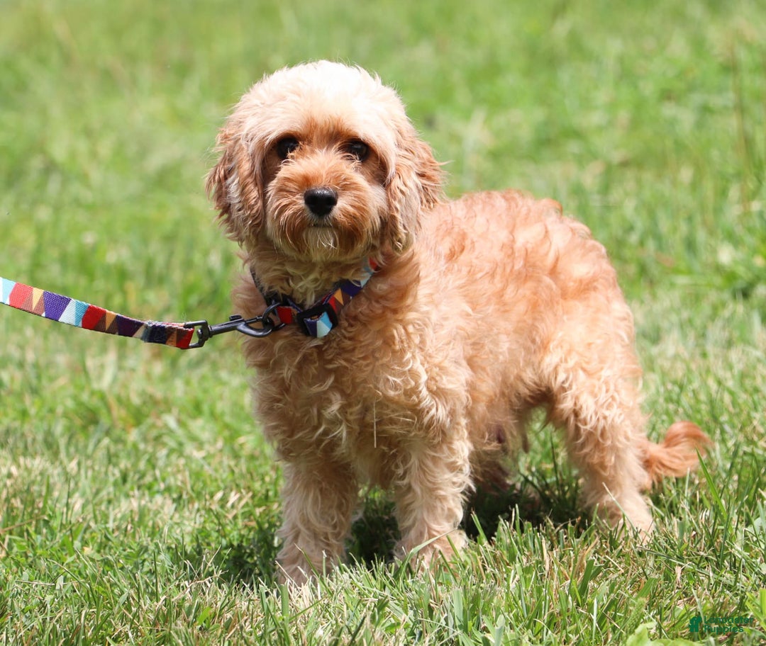 Cavapoo dogs for sale: Robin - Image 6