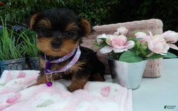 Yorkshire Terrier dogs for sale: Taffy - Image 3
