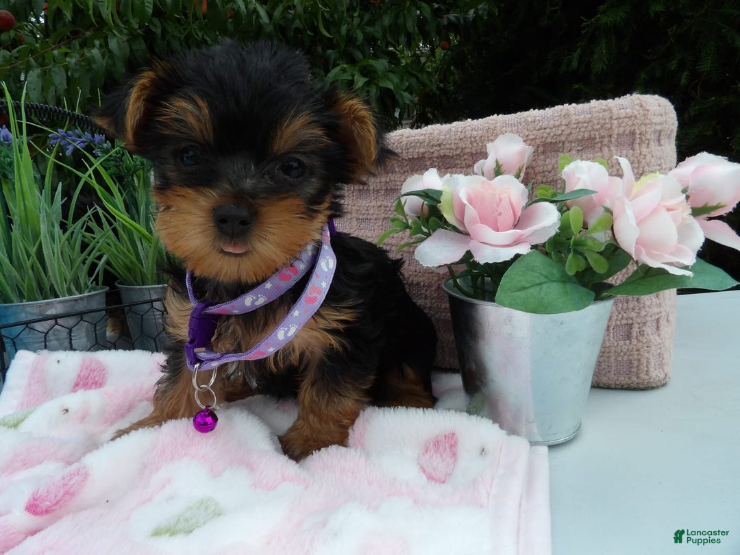 Yorkshire Terrier dogs for sale: Taffy - Image 3
