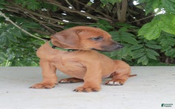 Rhodesian Ridgeback dogs for sale: Grady - Image 3