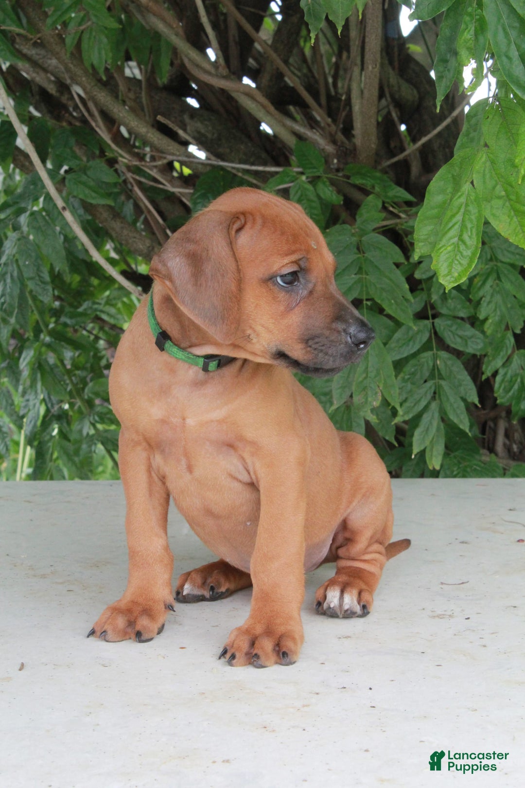 Rhodesian Ridgeback dogs for sale: Grady - Image 3