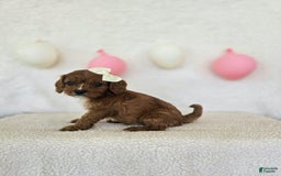 Cavapoo dogs for sale: Summer - Image 6