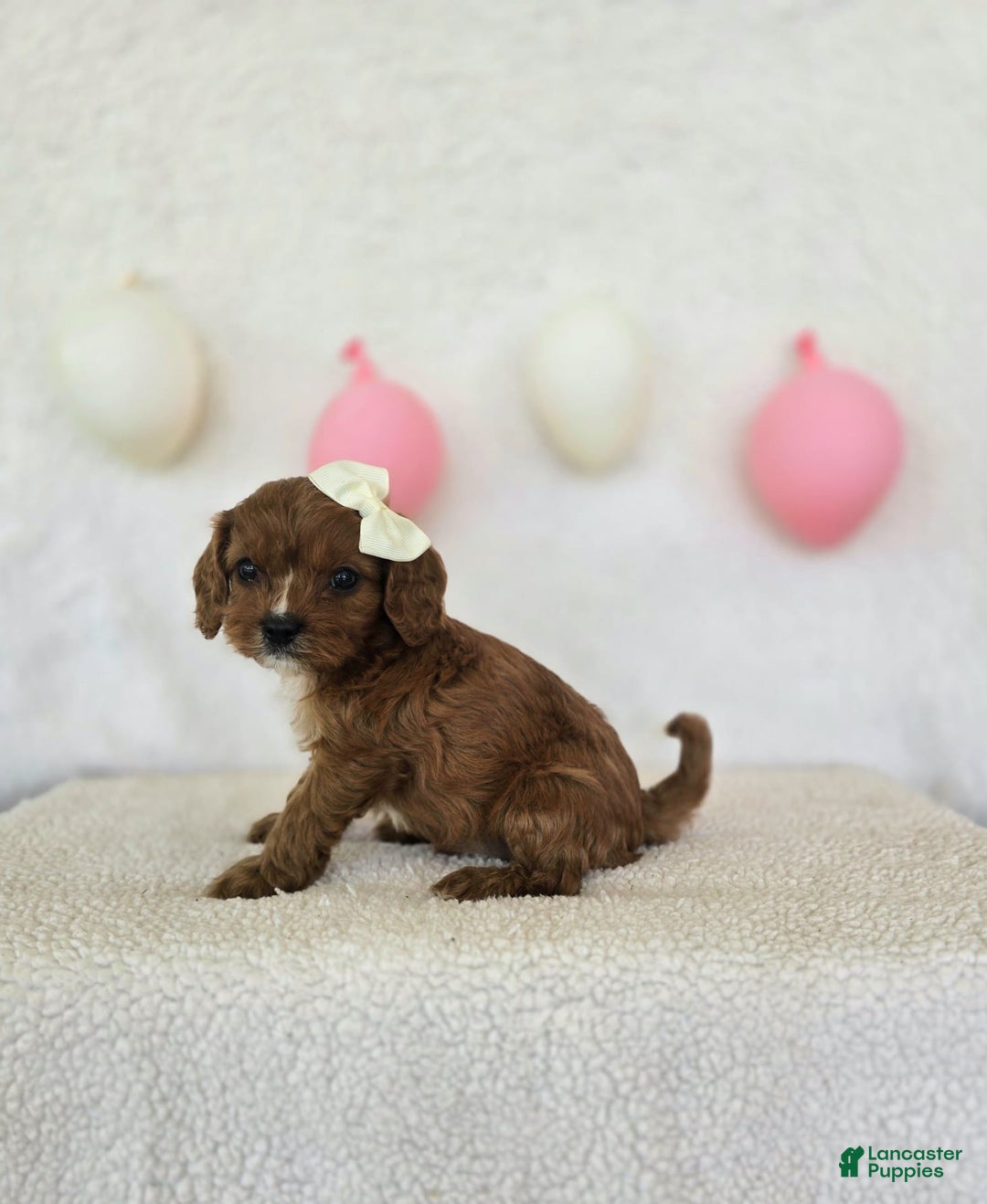 Cavapoo dogs for sale: Summer - Image 6