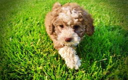 Havapoo dogs for sale: Webster - Image 19